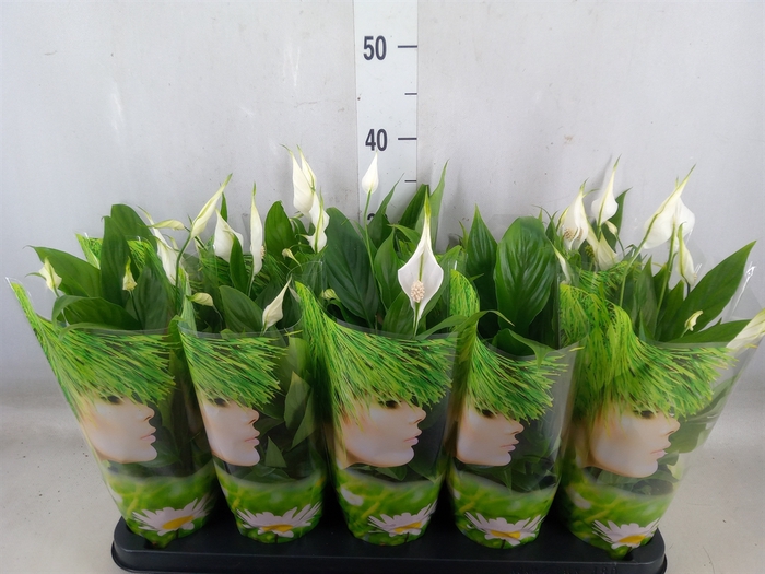 <h4>Spathiphyllum  'Alana'</h4>