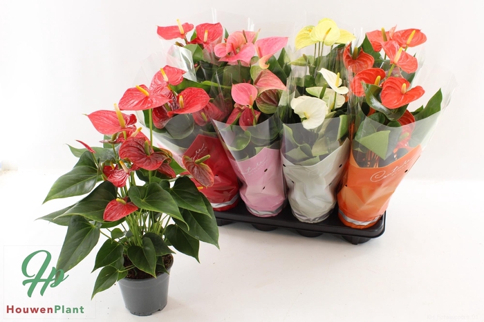 <h4>ANTHU AN GEM 4 KL</h4>