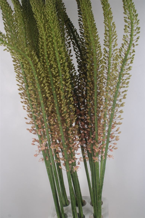 <h4>Eremurus Pink Romance</h4>