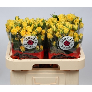 R TR GOLDEN BLOSSOMS