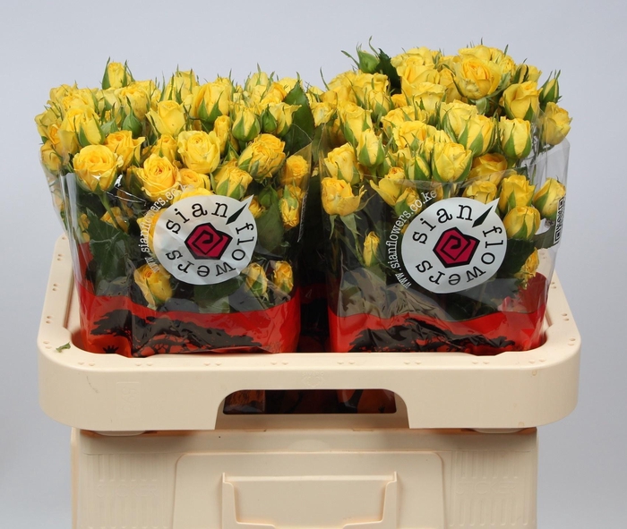 <h4>R TR GOLDEN BLOSSOMS</h4>