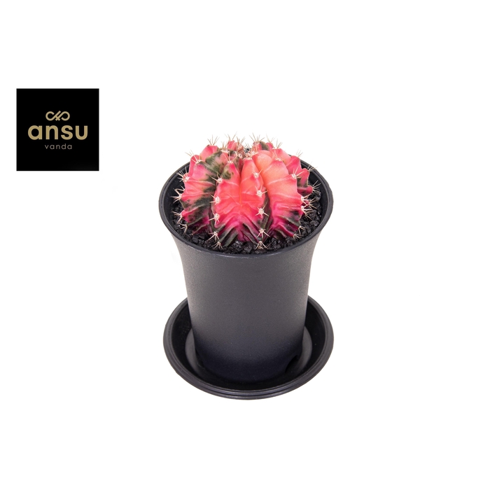 <h4>GYMNO JAPAN GEM</h4>