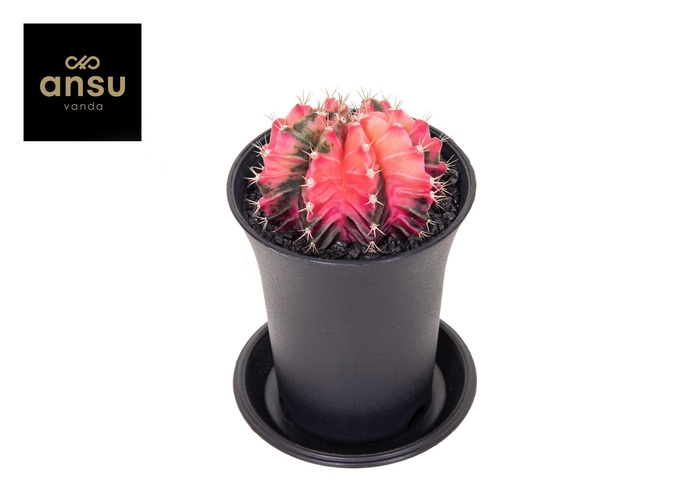 <h4>GYMNO JAPAN GEM</h4>