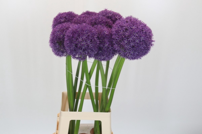 Allium Pinball Wizard