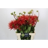 Dahlia Autumn Orange