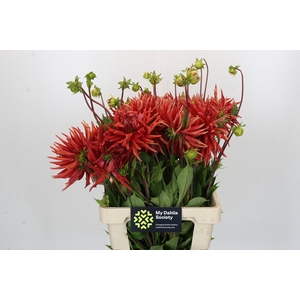 Dahlia Autumn Orange