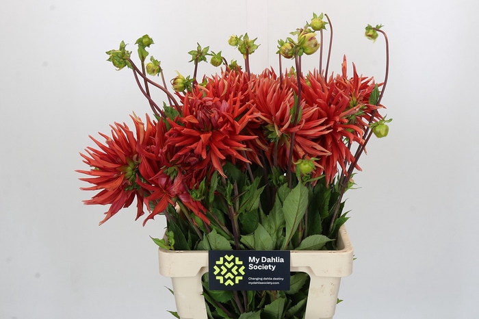 <h4>Dahlia Autumn Orange</h4>