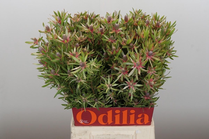 <h4>Leucadendron Ayoba Star Pearl</h4>