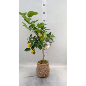 Arr.   Kamerplant Groen L%