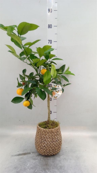 <h4>Arr.   Kamerplant Groen L%</h4>