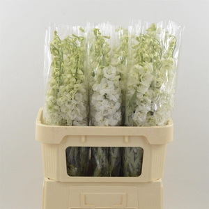 Delphinium Snow White