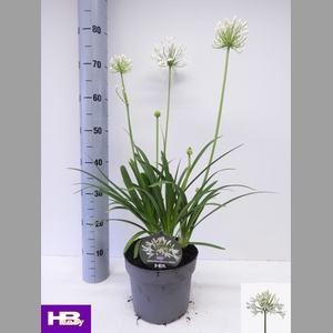 AGAPA HENRYS WHITE