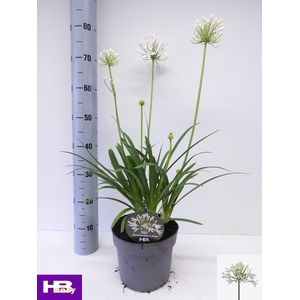 AGAPA HENRYS WHITE
