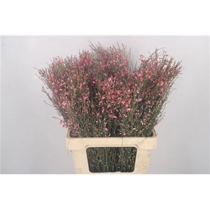 Ginster Pink Per Bunch