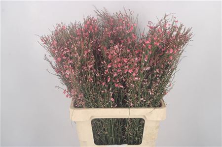 <h4>Ginster Pink Per Bunch</h4>