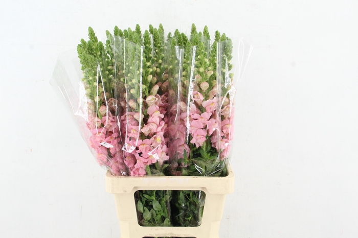 <h4>ANTIR POTOMAC PINK</h4>