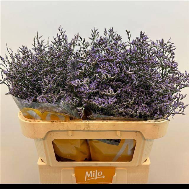 <h4>LIM OV SKYLIGHT</h4>