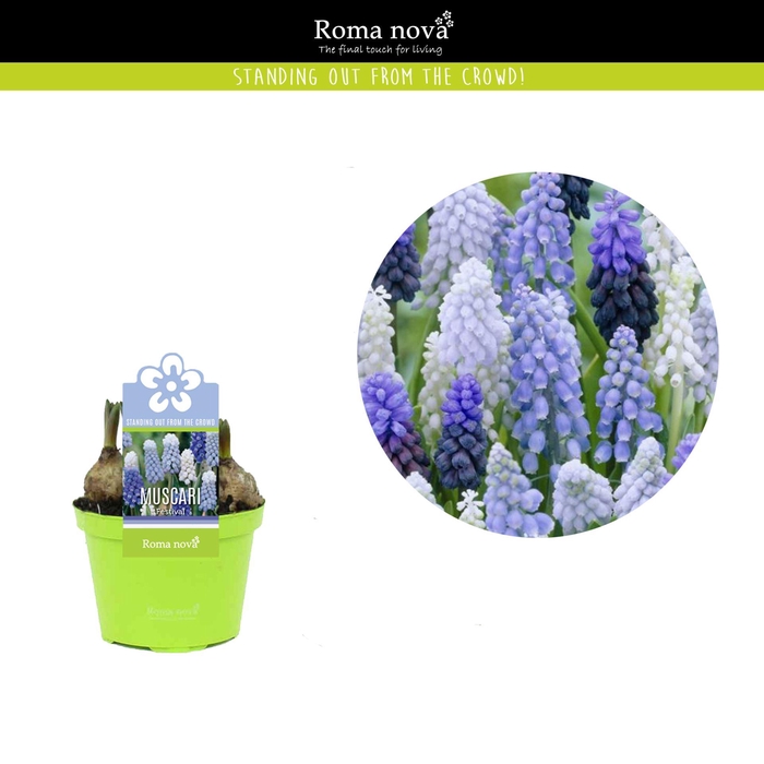 <h4>Muscari overig</h4>