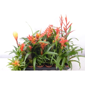 BROMELIA GEM 15 SRT