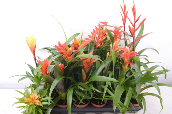 <h4>BROMELIA GEM 15 SRT</h4>