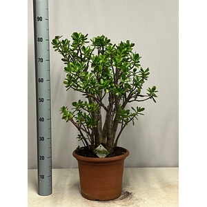 CRASS OVATA