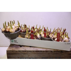 arr8 Tul Ov Velvet Red