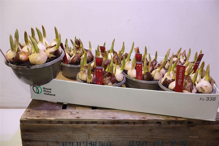 <h4>arr8 Tul Ov Velvet Red</h4>