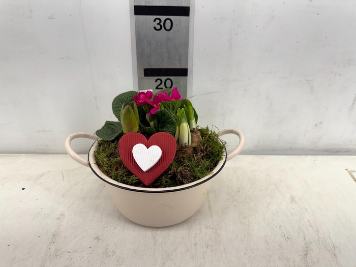 <h4>ARR PL IN SCHAAL</h4>