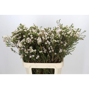 Chamelaucium Moonlight Delight