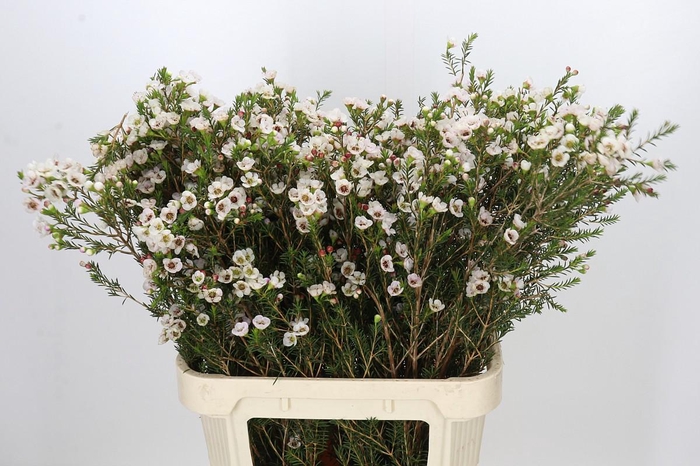 <h4>Chamelaucium Moonlight Delight</h4>
