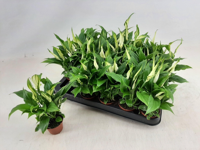 <h4>SPATH CHOPIN</h4>