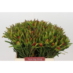 Leucadendron Ayoba Cherry Pearl