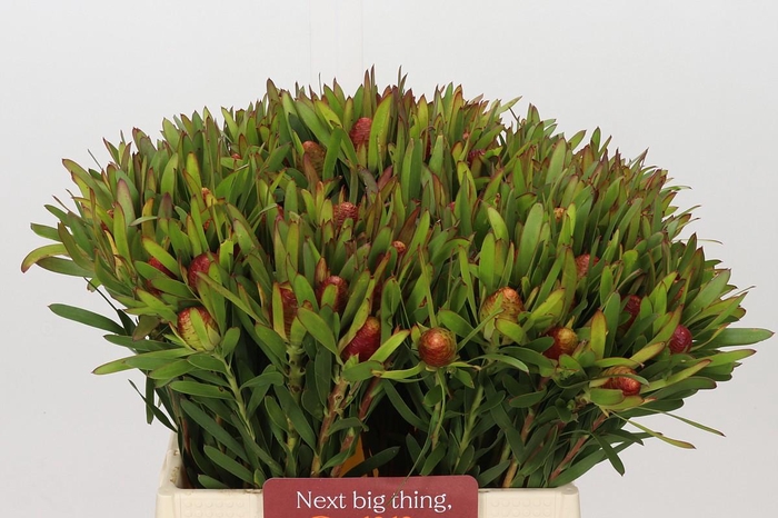 <h4>Leucadendron Ayoba Cherry Pearl</h4>