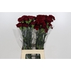 Dianthus St Zurigo