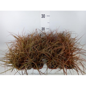 Uncinia rubra 'Everflame'