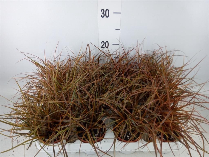 <h4>Uncinia rubra 'Everflame'</h4>