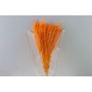 Dried Rice Grass Orange Bunch Slv