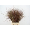 VACCINIUM(BOSBES) ROOD PER STEM 85/95CM