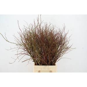 VACCINIUM(BOSBES) ROOD PER STEM 85/95CM