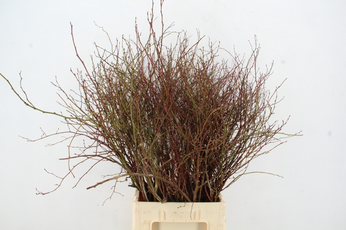 VACCINIUM(BOSBES) ROOD PER STEM 85/95CM
