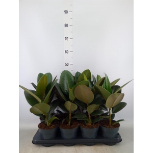 Ficus elastica 'Robusta'