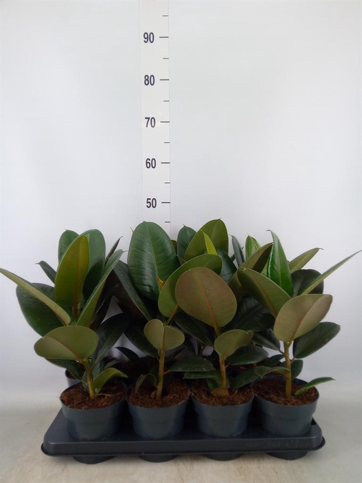 <h4>Ficus elastica 'Robusta'</h4>