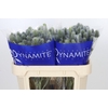 Eryngium Electric Dynamite