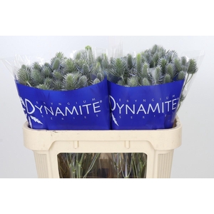 Eryngium Electric Dynamite