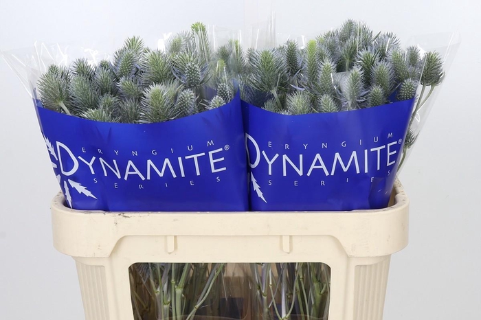 <h4>Eryngium Electric Dynamite</h4>