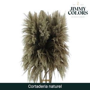 Cortaderia Naturel