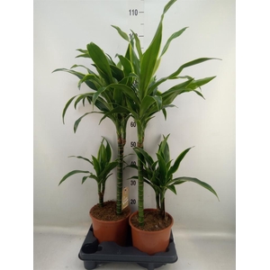 Dracaena fr de 'Art'