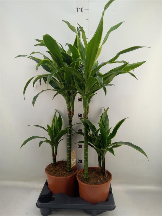 <h4>Dracaena fr de 'Art'</h4>