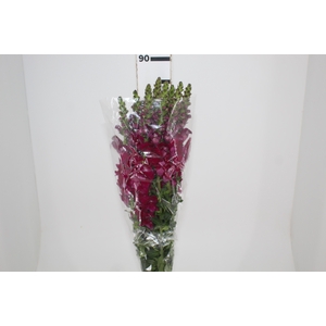 BOCA DE LEAO VINHO 070 CM