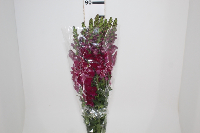 <h4>BOCA DE LEAO VINHO 070 CM</h4>